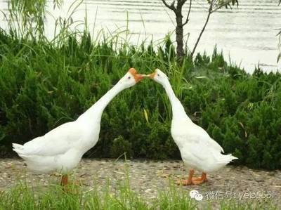 坐月子吃鹅蛋有什么好处