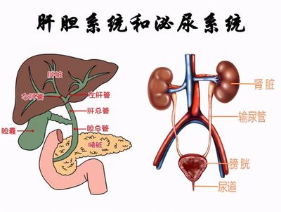肝管结石怎么治疗最好的方法