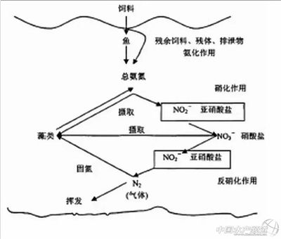 硝酸鹽對魚類影響研究：關(guān)于硝酸鹽對魚類的影響