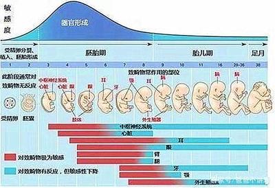 胎儿发育畸形