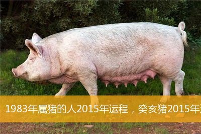 今年属猪的运势