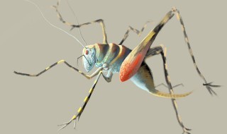 昆虫记中蟋蟀的外形和生活特征