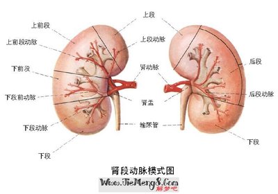 肾由多少个肾段组成
