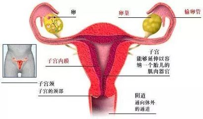 一个卵巢可以怀孕吗