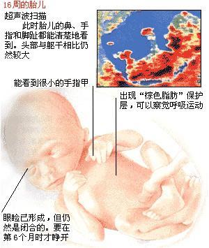 怀孕四个月宝宝多大