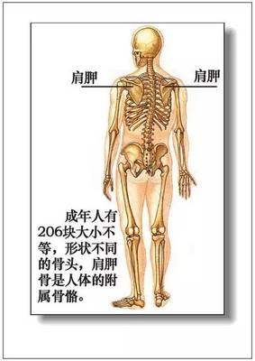 人总共有多少骨头