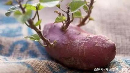 红薯是用什么繁殖的