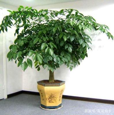 五行缺木养什么植物