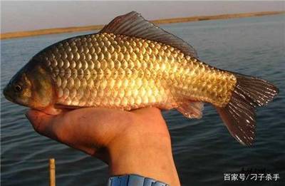 Gold-headed blue background gold <strong><mark>arowana</mark></strong> How do？