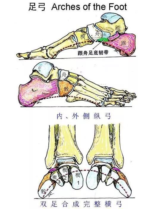 脚底内侧疼是怎么回事