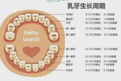 新生儿出牙顺序