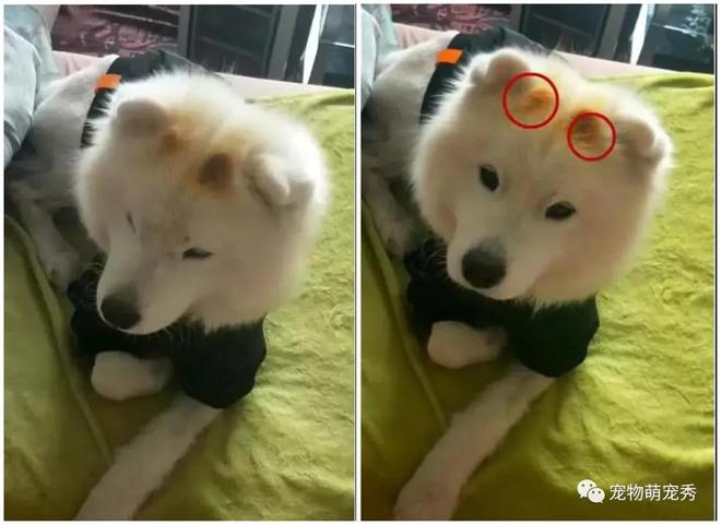 烤糊的萨摩耶