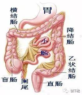 拉肚子是胃还是肠的问题