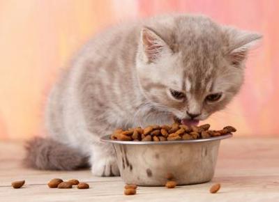 2个月的小猫吃什么