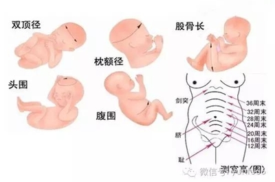 37周宝宝发育标准