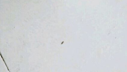 地板虫怎么彻底消灭