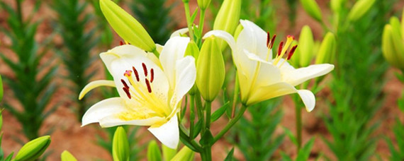 百合花孕妇可以闻吗
