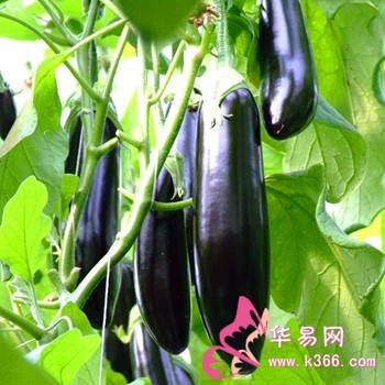 周公解梦梦见摘茄子