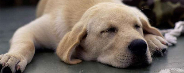 狗能吃水煮虾吗?养泰迪的十大禁忌