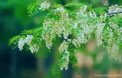 做梦梦见摘槐花