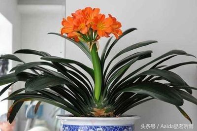 植物突然开花预兆风水