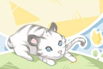 做梦梦到猫生小猫