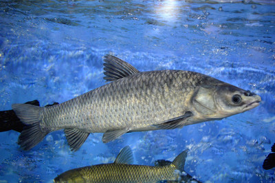 <b>香港食物安全中心十二月十二日公布在鲩鱼样本验出孔雀石绿</b>