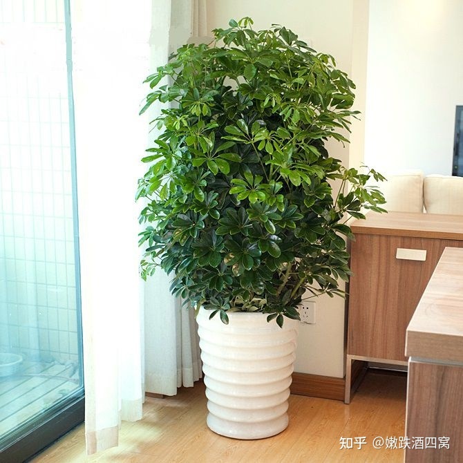 室内树有哪些