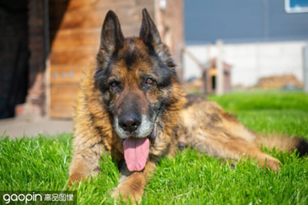 Which is better, German Shepherd or Border Shepherd? How many kinds of shepherds are there?