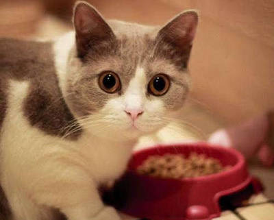 2个月的小猫吃什么