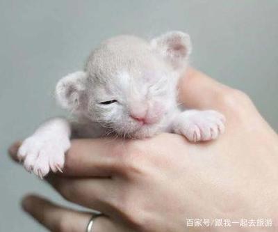 猫咪怀孕注意什么