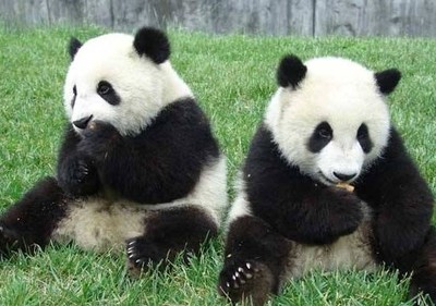大熊猫有哪些生活特点