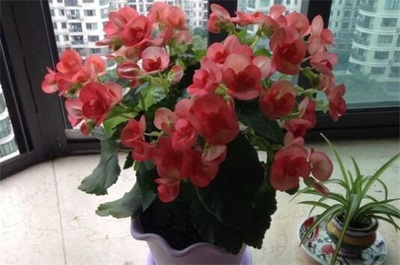什么花不适合放在卧室