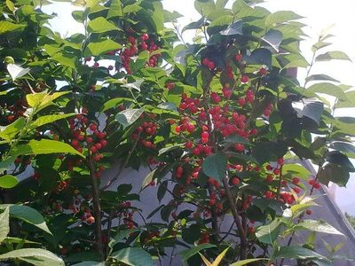 家里能种樱桃树吗