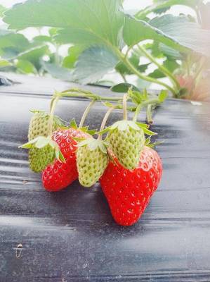 怎么摘草莓