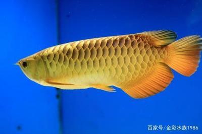 龍魚品級(jí)劃分標(biāo)準(zhǔn)是什么樣的啊，龍魚品品品級(jí)劃分標(biāo)準(zhǔn)