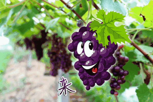葡萄最多吃多少颗