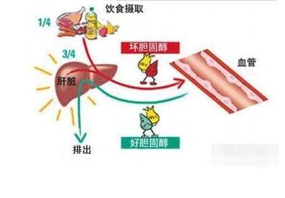 血脂高多少为高指血症