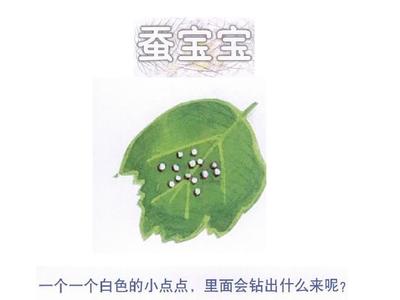 蚕宝宝找妈妈