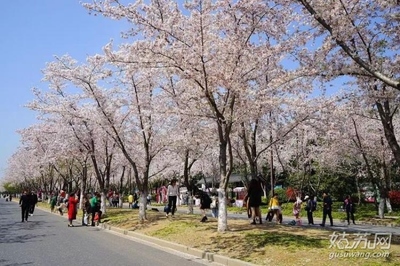 扬州樱花大道在哪里