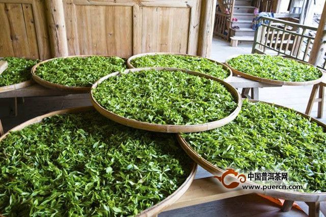 绿茶的品种有哪些