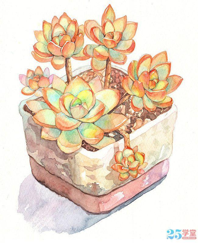 多肉植物彩铅画