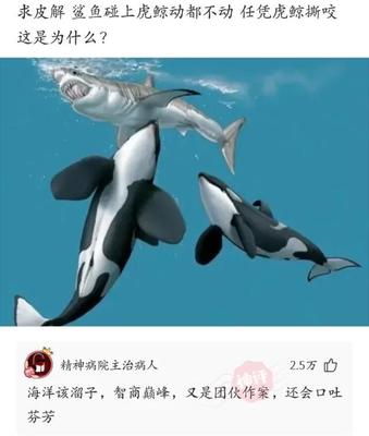 卖鲨鱼犯法吗