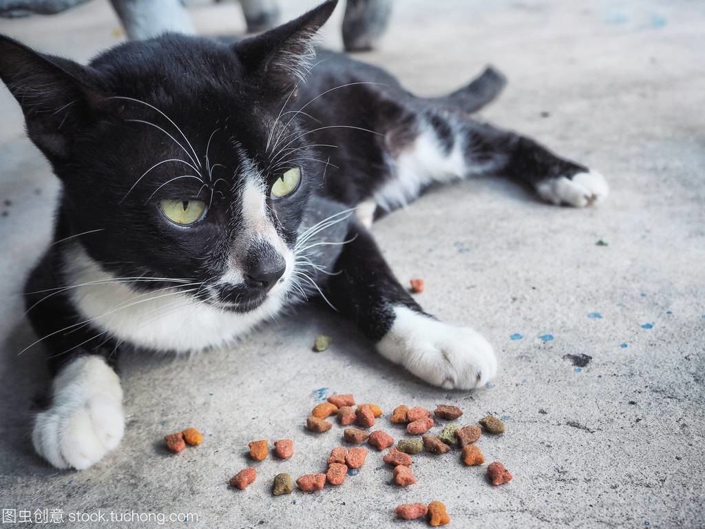 2个月的小猫吃什么