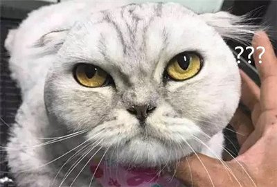 猫美容造型