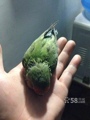 鹦鹉取名