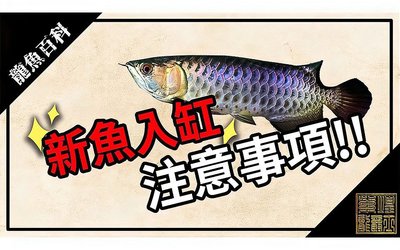 龍魚(yú)用藥注意事項(xiàng)有哪些圖片：水族箱水質(zhì)管理技巧，龍魚(yú)藥物安全使用指南 龍魚(yú)百科 第5張