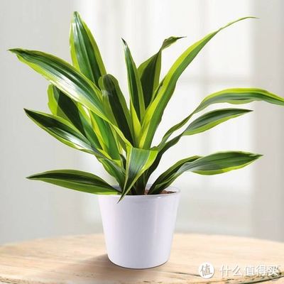 室内绿植品种