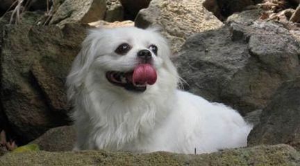 楼房最适合养的狗排名