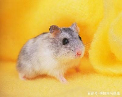 属鼠的幸运颜色